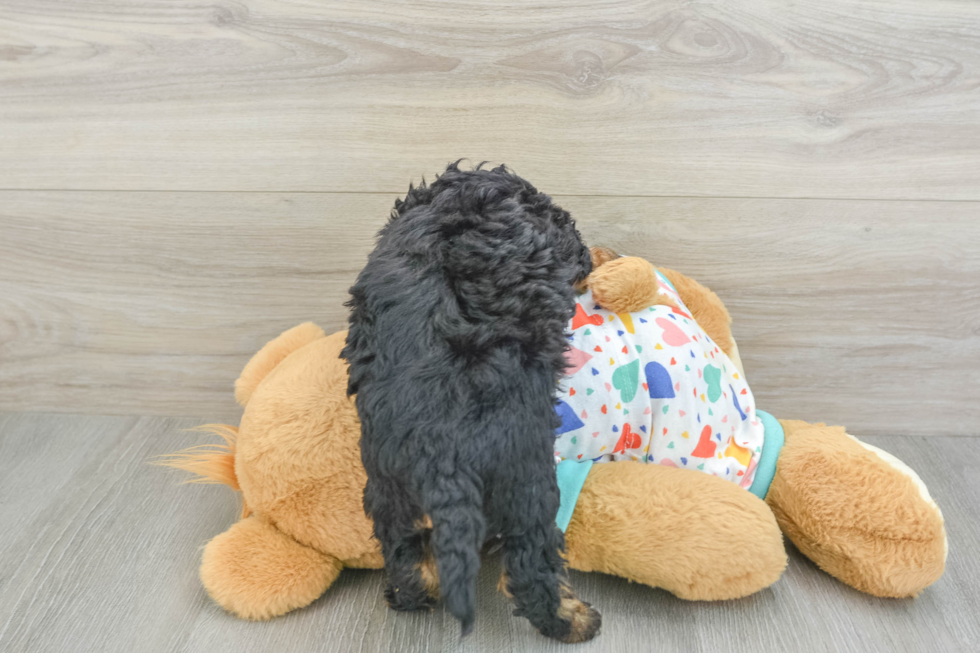 Havapoo Pup Being Cute