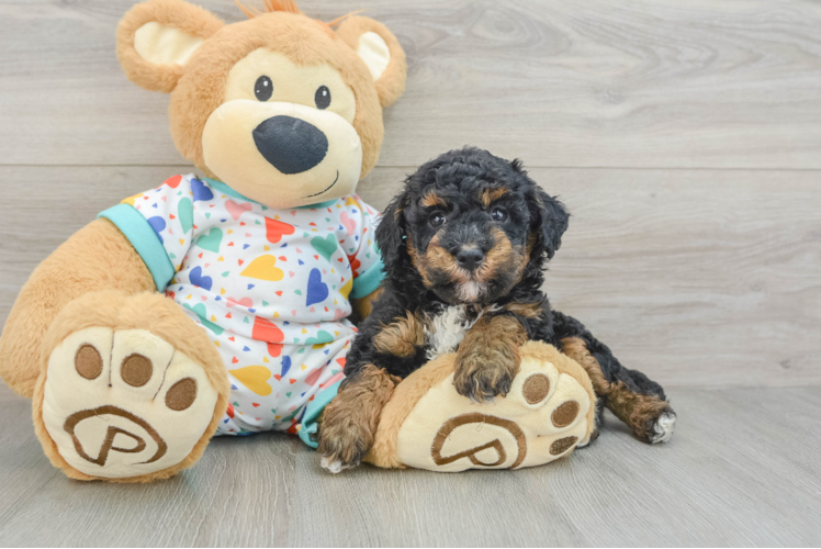 Havapoo Puppy for Adoption