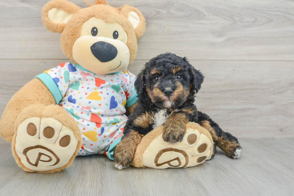 Havapoo Puppy for Adoption