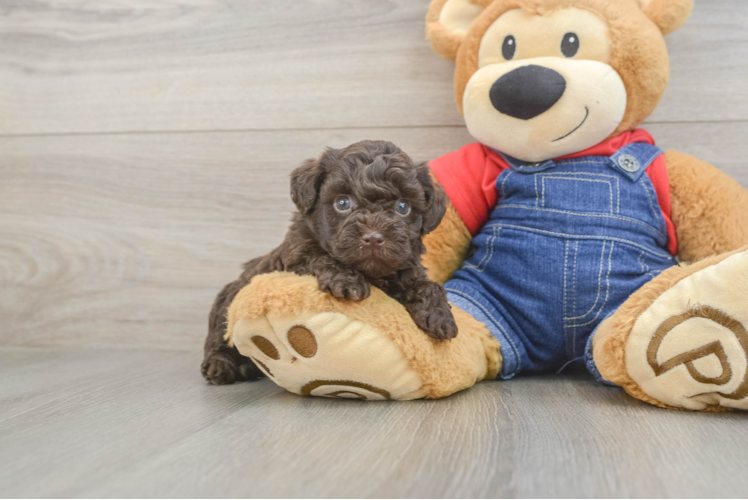 Best Havapoo Baby