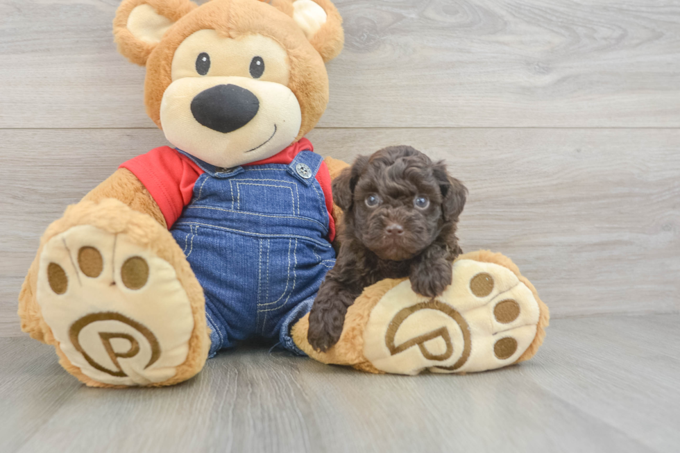 Havapoo Pup Being Cute