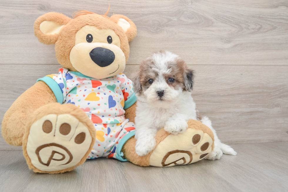 Popular Havapoo Poodle Mix Pup