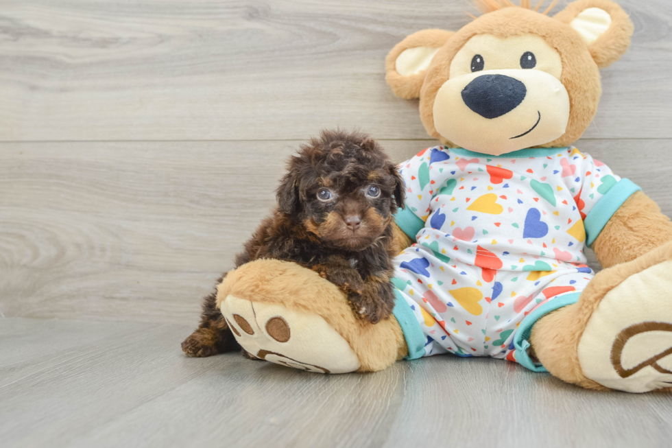 Smart Havapoo Poodle Mix Pup