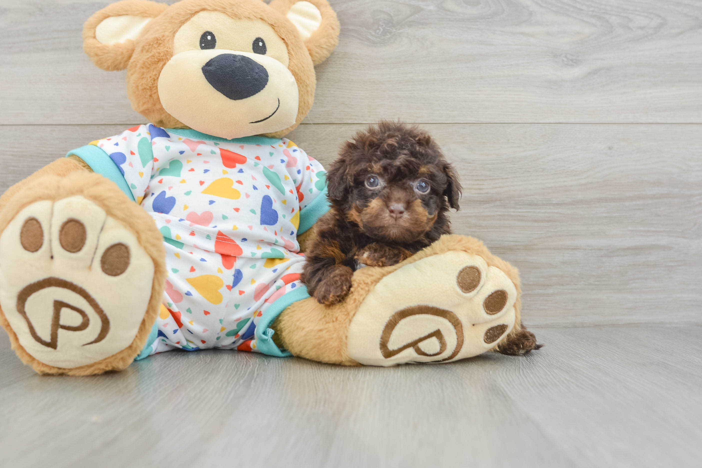 Havapoo Pup Being Cute