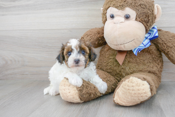 Small Havapoo Baby