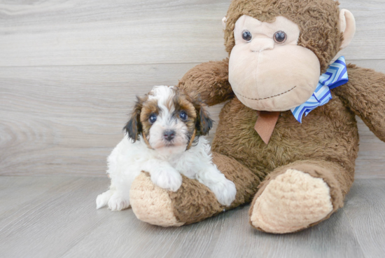 Small Havapoo Baby