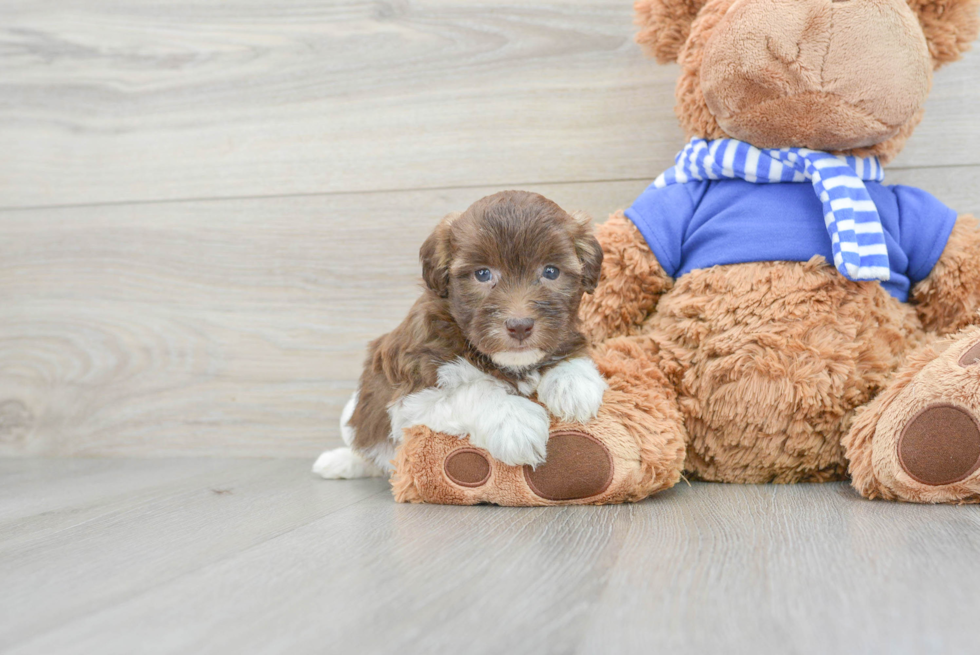 Havapoo Puppy for Adoption