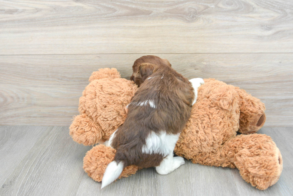 Havapoo Puppy for Adoption