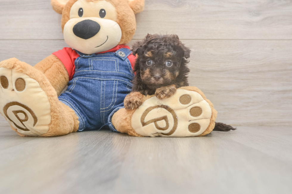 Friendly Havapoo Baby