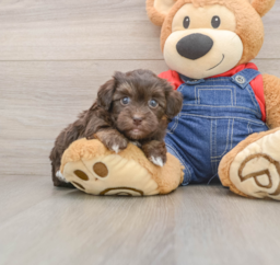 6 week old Havapoo Puppy For Sale - Premier Pups