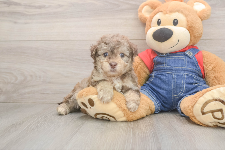 Best Havapoo Baby