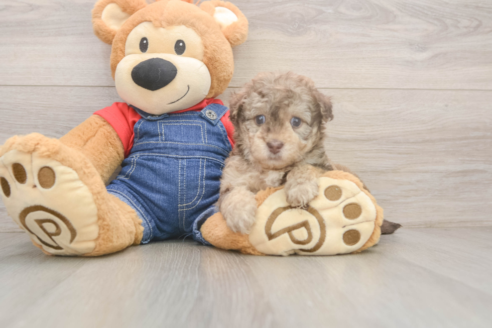 Havapoo Pup Being Cute