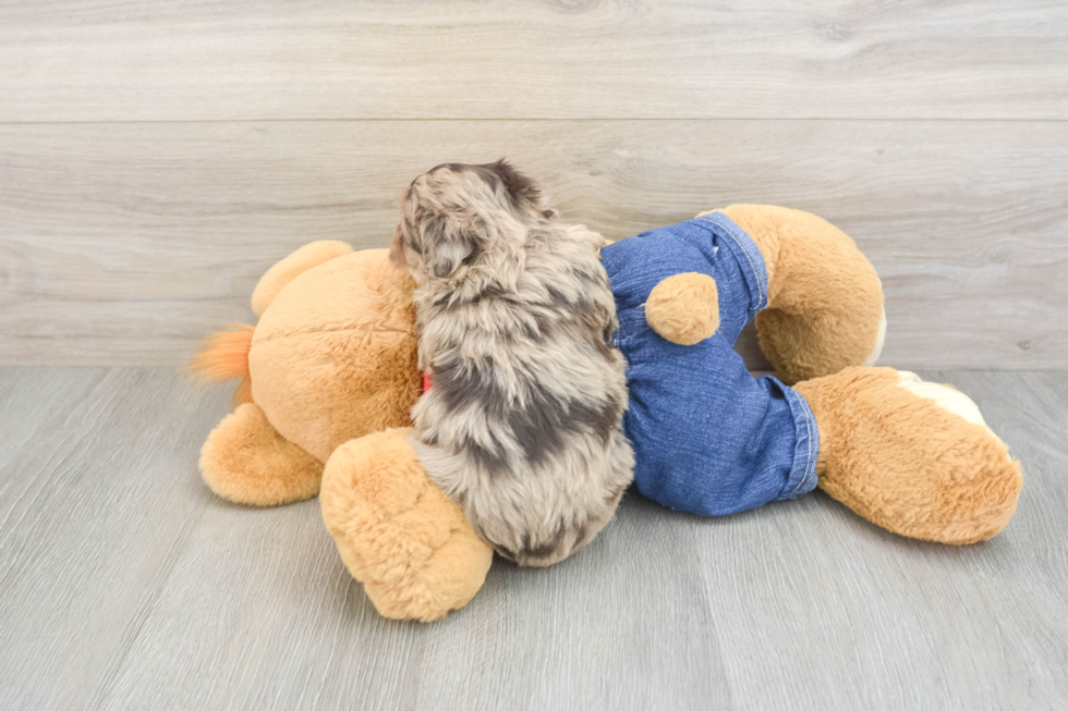 Hypoallergenic Havadoodle Poodle Mix Puppy