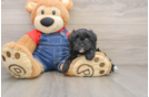 Playful Havadoodle Poodle Mix Puppy