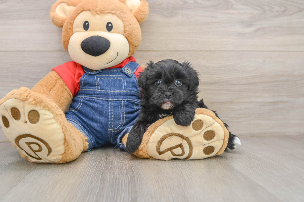 Playful Havadoodle Poodle Mix Puppy