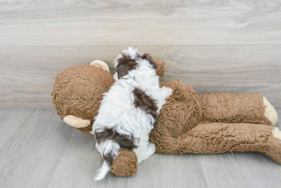 Havapoo Pup Being Cute