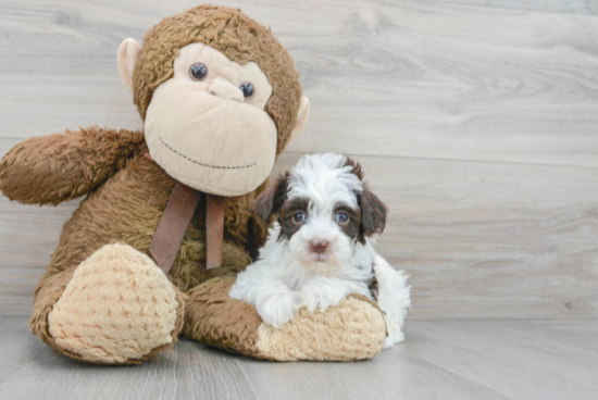 Playful Havadoodle Poodle Mix Puppy