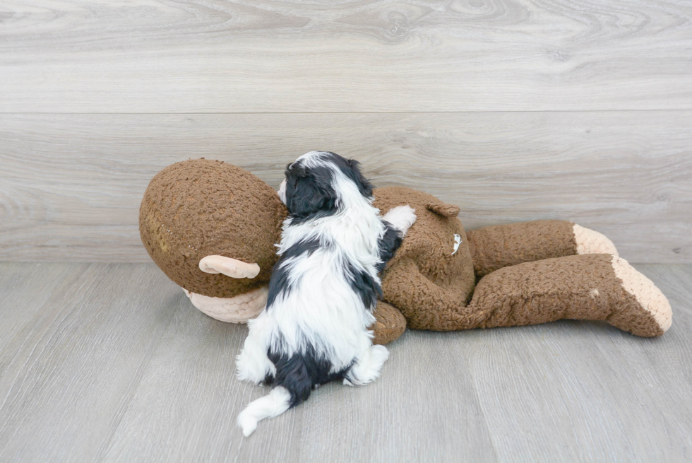 Havapoo Pup Being Cute