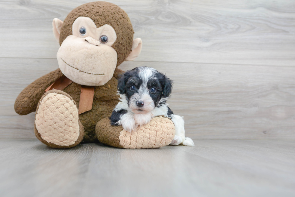 Playful Havanese Poodle Mix Puppy