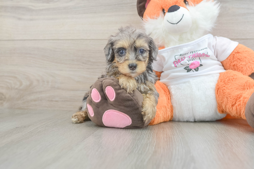 Havapoo Pup Being Cute