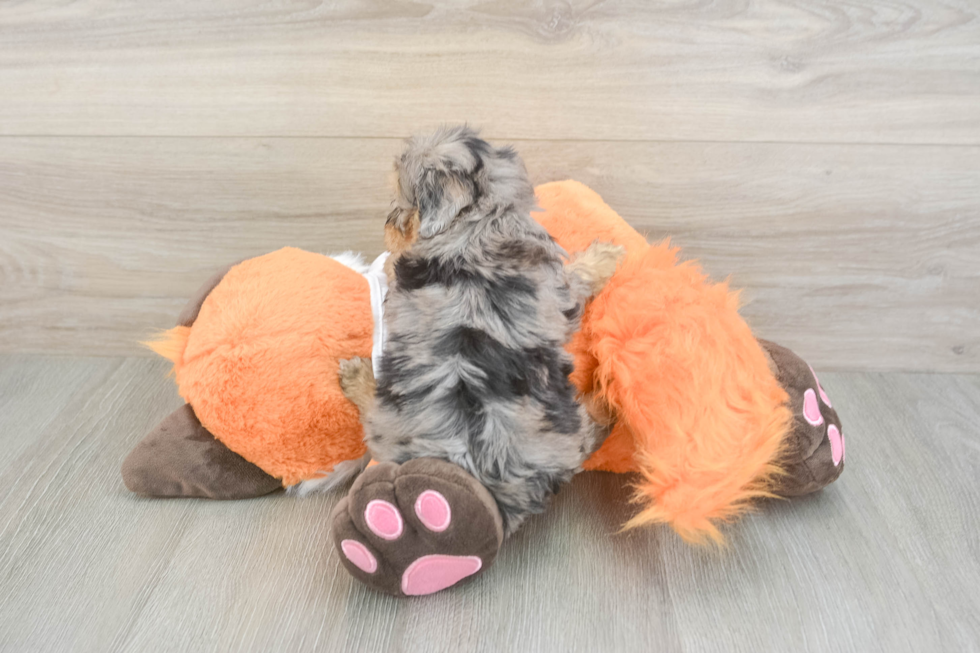 Havapoo Pup Being Cute