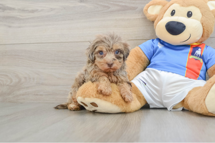 Hypoallergenic Havadoodle Poodle Mix Puppy