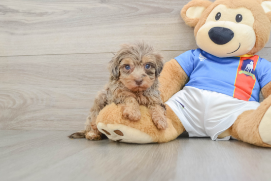 Hypoallergenic Havadoodle Poodle Mix Puppy