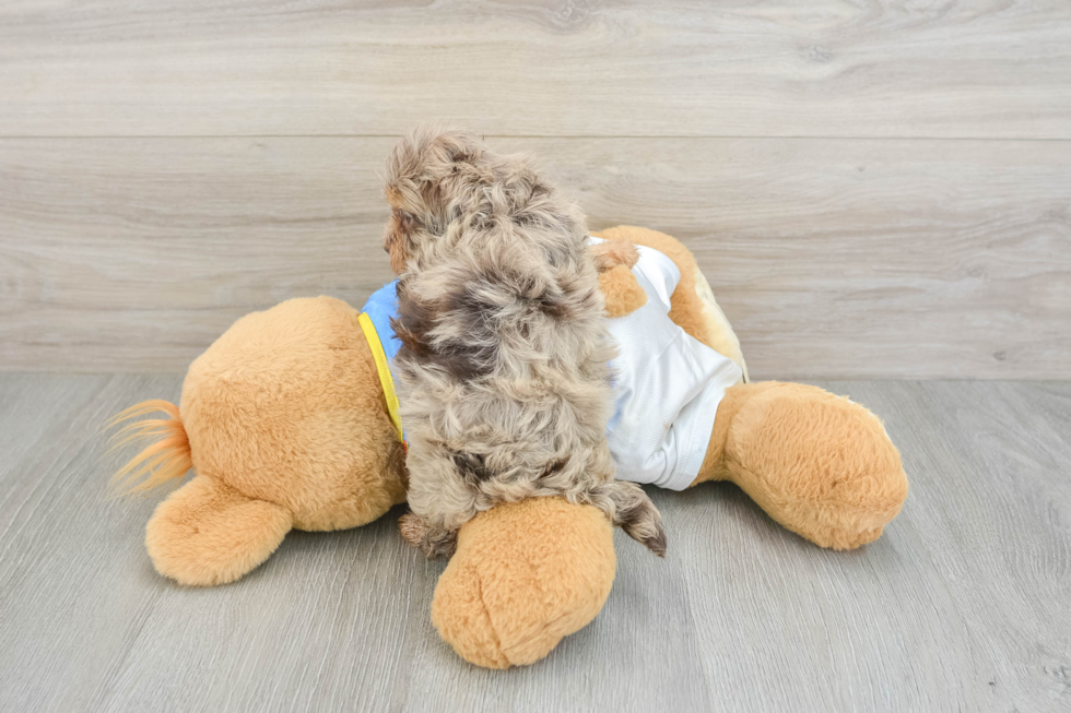 Adorable Havadoodle Poodle Mix Puppy