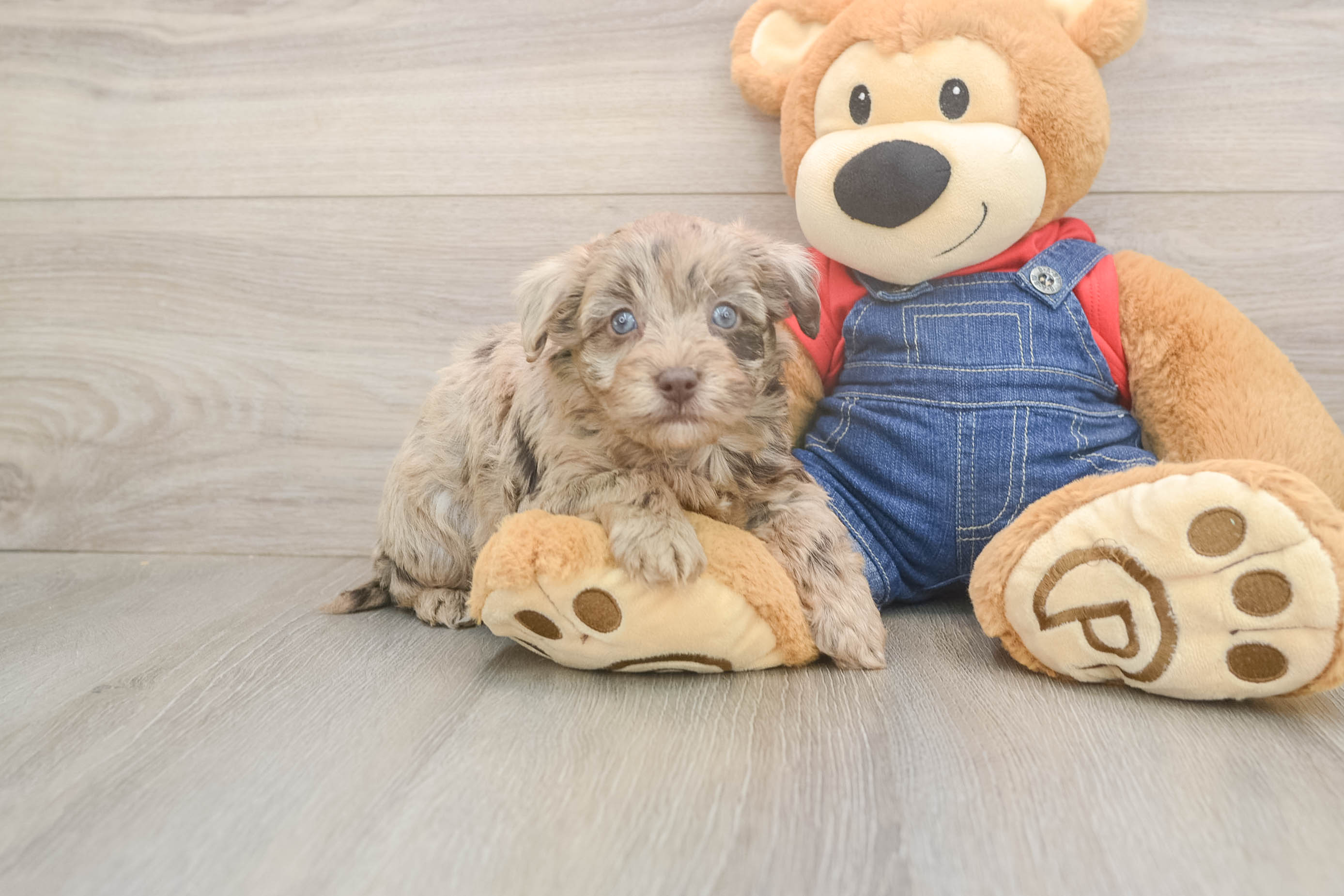 Cute Havapoo Baby