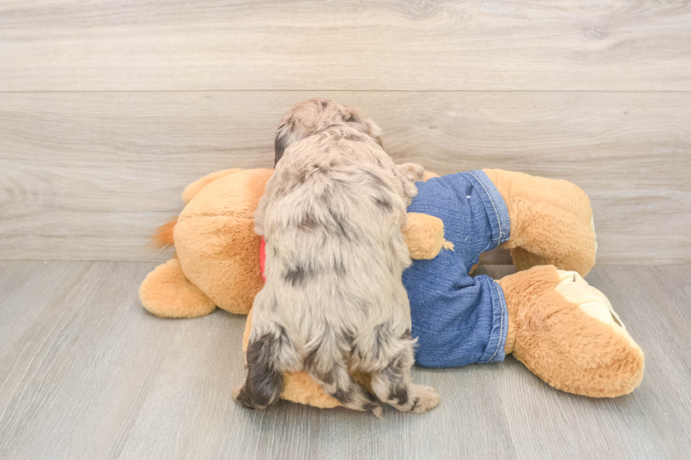 Little Havadoodle Poodle Mix Puppy
