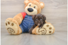 Adorable Havadoodle Poodle Mix Puppy