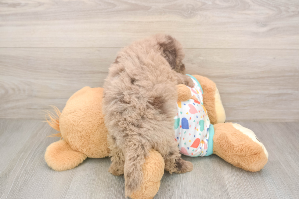 Havapoo Puppy for Adoption