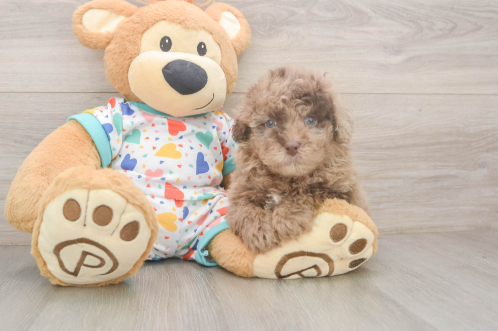 Fluffy Havapoo Poodle Mix Pup