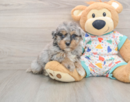 8 week old Havapoo Puppy For Sale - Premier Pups