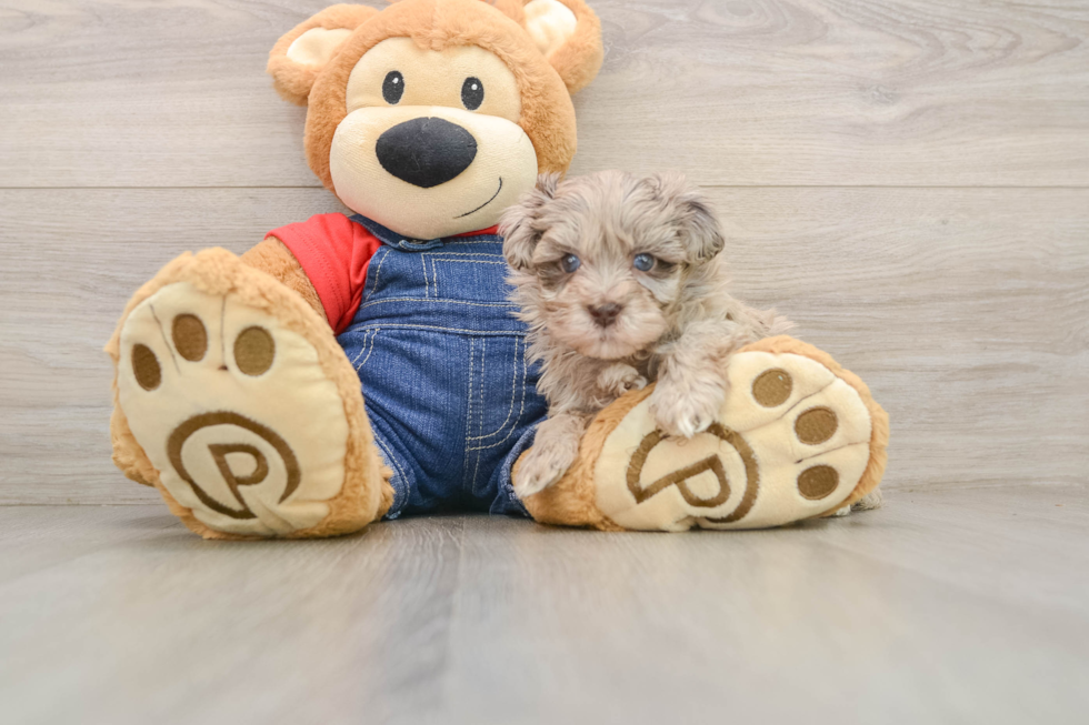Havapoo Pup Being Cute