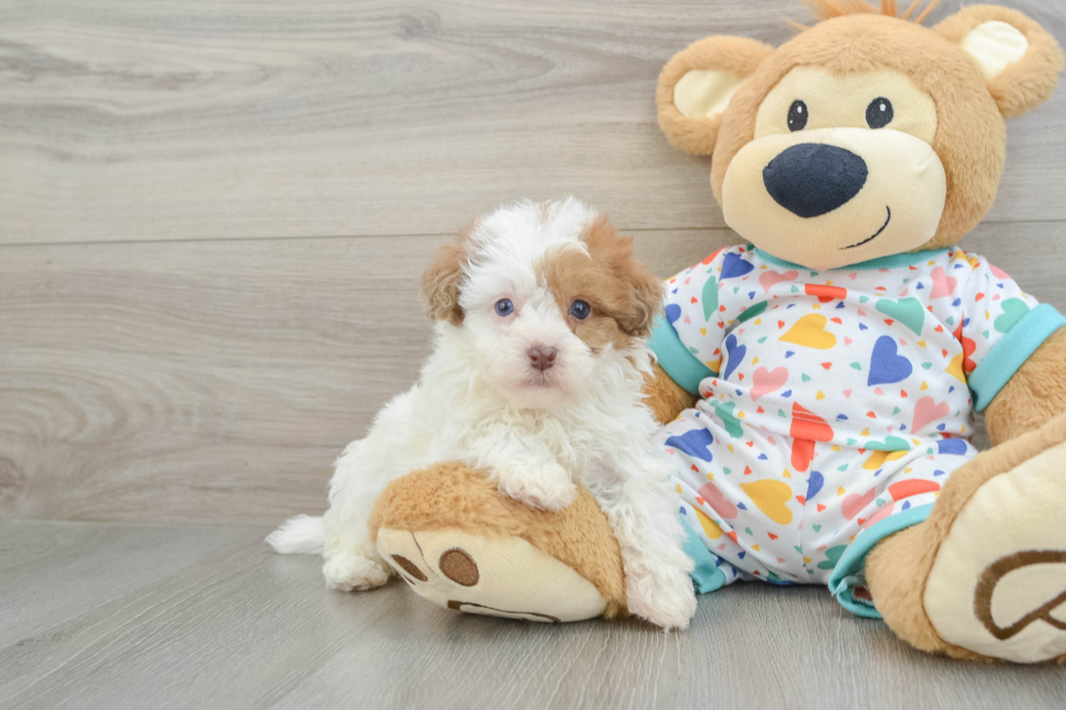 Petite Havapoo Poodle Mix Pup