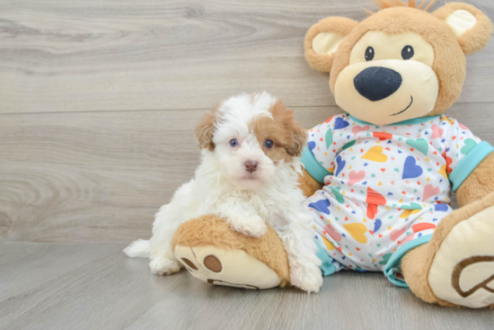 Petite Havapoo Poodle Mix Pup