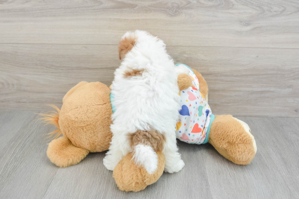 Havapoo Pup Being Cute