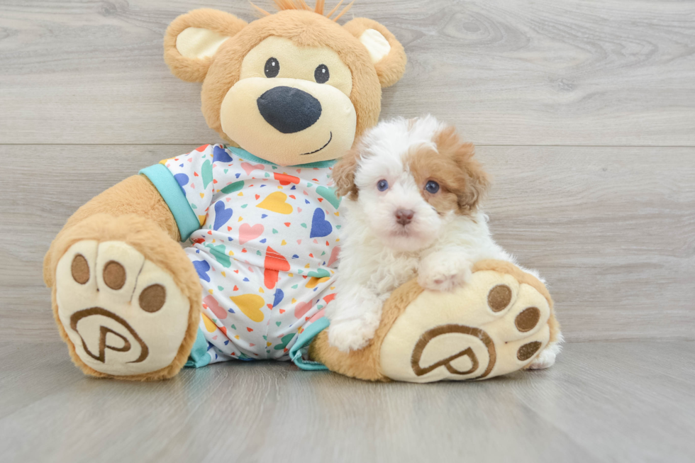 Sweet Havapoo Baby