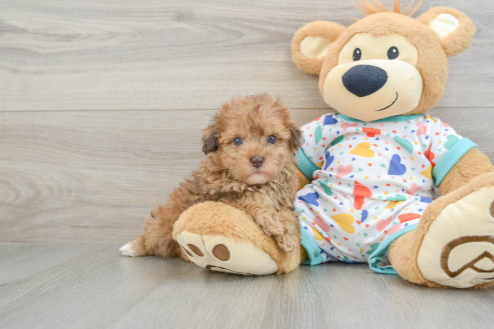 Playful Havadoodle Poodle Mix Puppy
