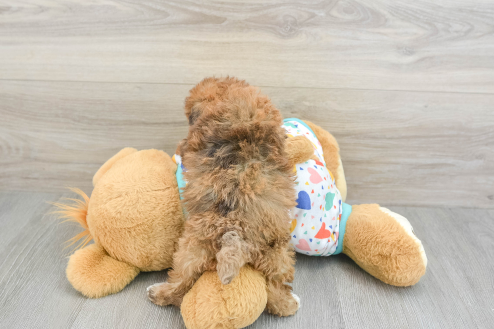 Havapoo Pup Being Cute