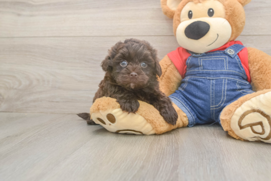 Energetic Havadoodle Poodle Mix Puppy