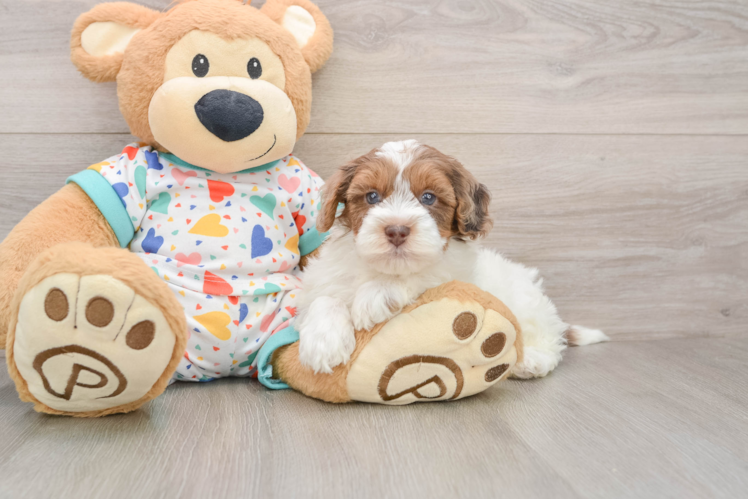 Small Havapoo Baby