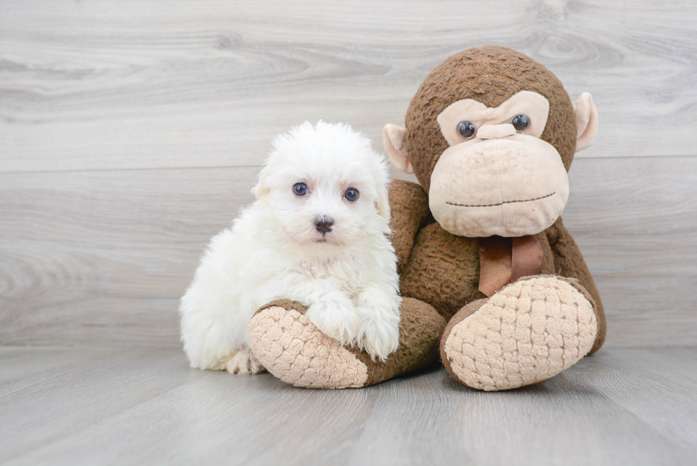 Funny Havapoo Poodle Mix Pup
