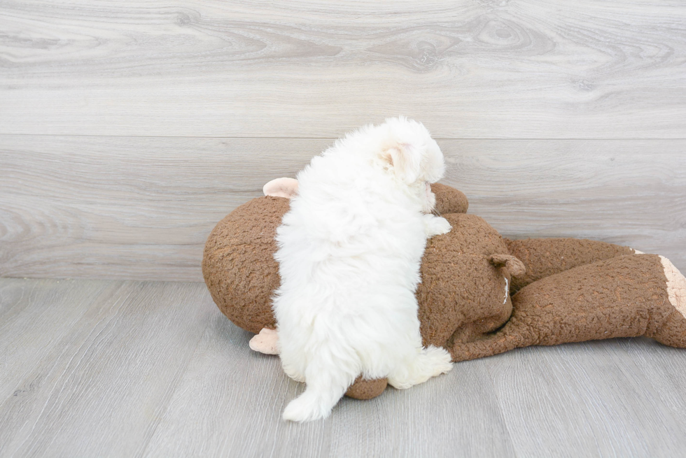 Havapoo Puppy for Adoption