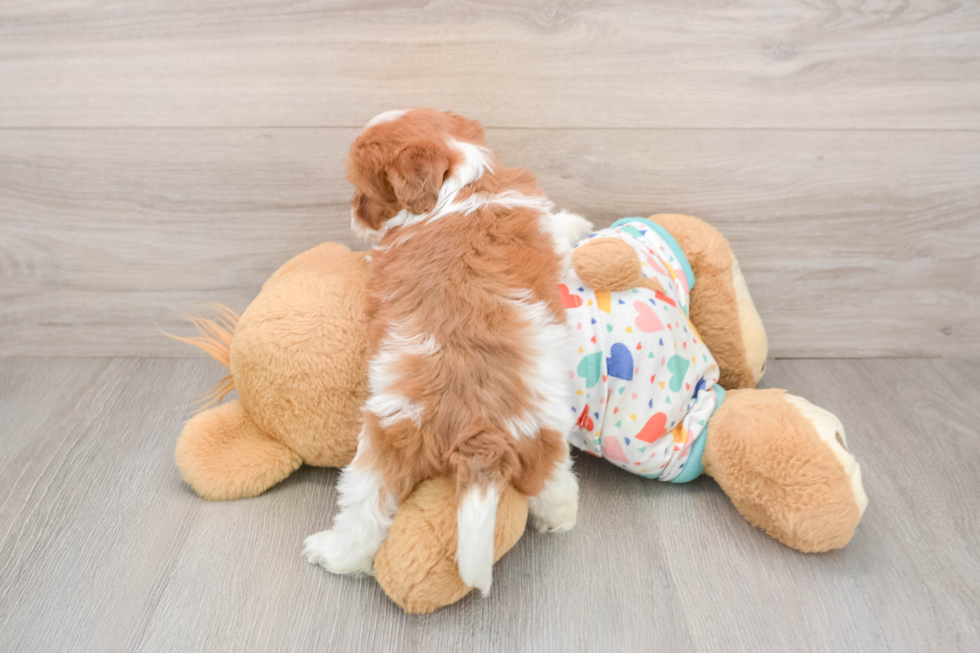 Havapoo Pup Being Cute