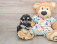 7 week old Havapoo Puppy For Sale - Premier Pups