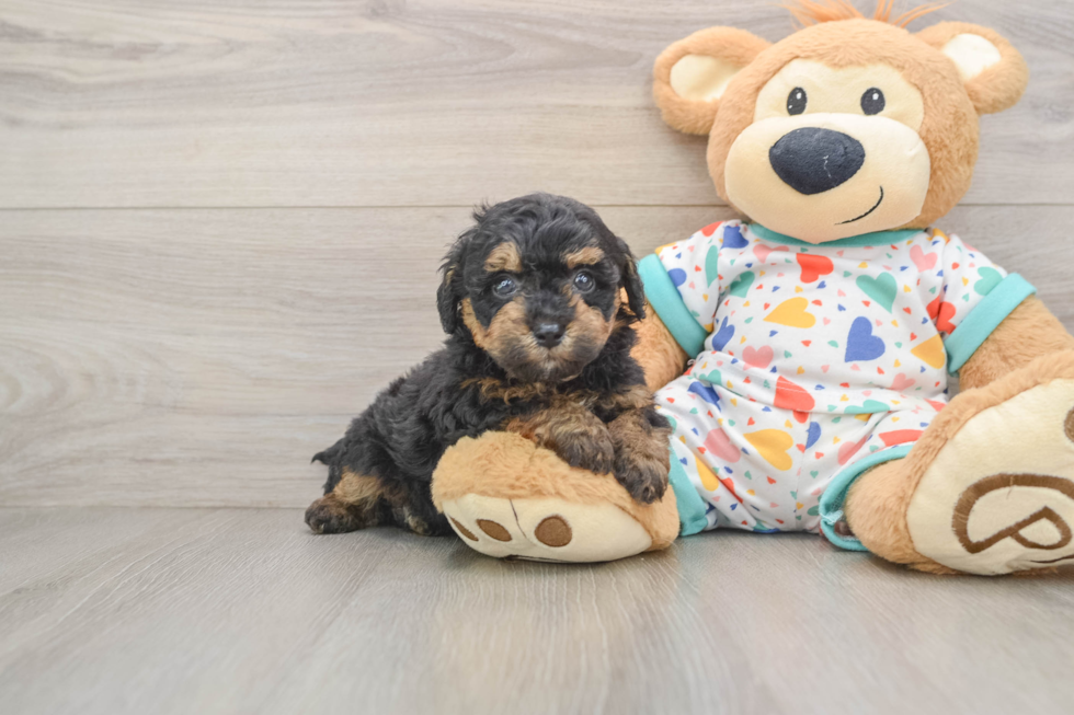 Havapoo Pup Being Cute