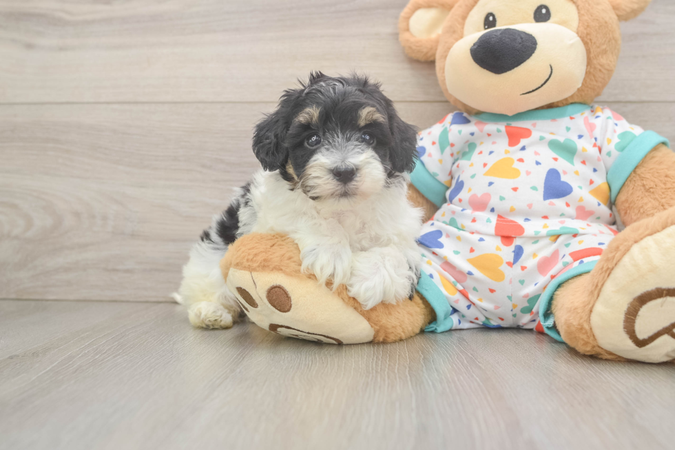 Energetic Havadoodle Poodle Mix Puppy
