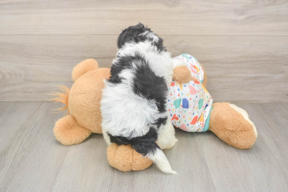 Havapoo Puppy for Adoption